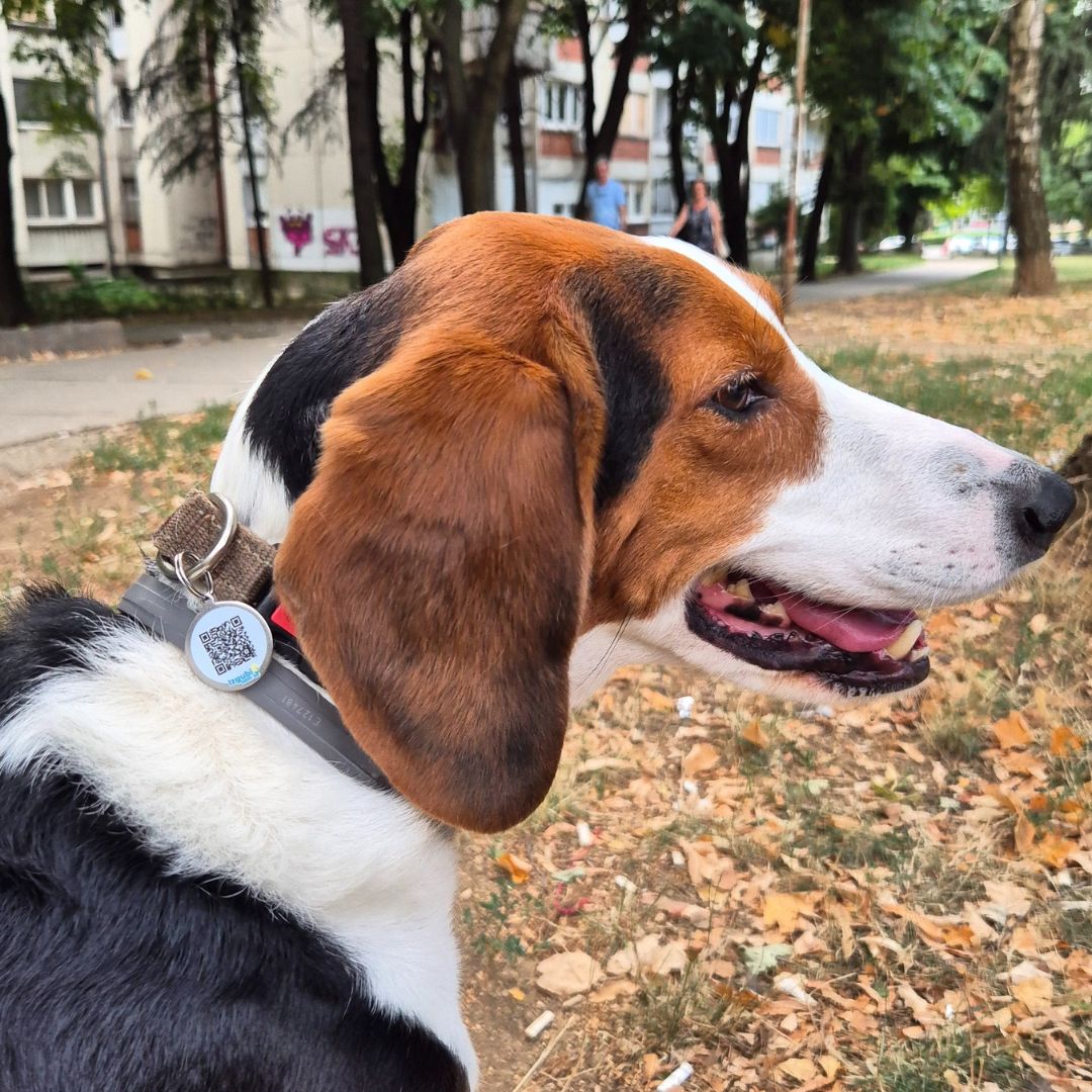 Digitalni Privezak sa Elektronskim Podacima Vlasnika Ljubimca