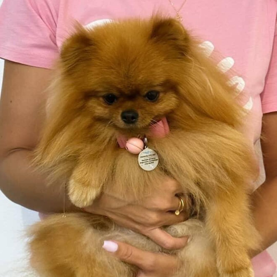 Digitalni Privezak sa Elektronskim Podacima Vlasnika Ljubimca